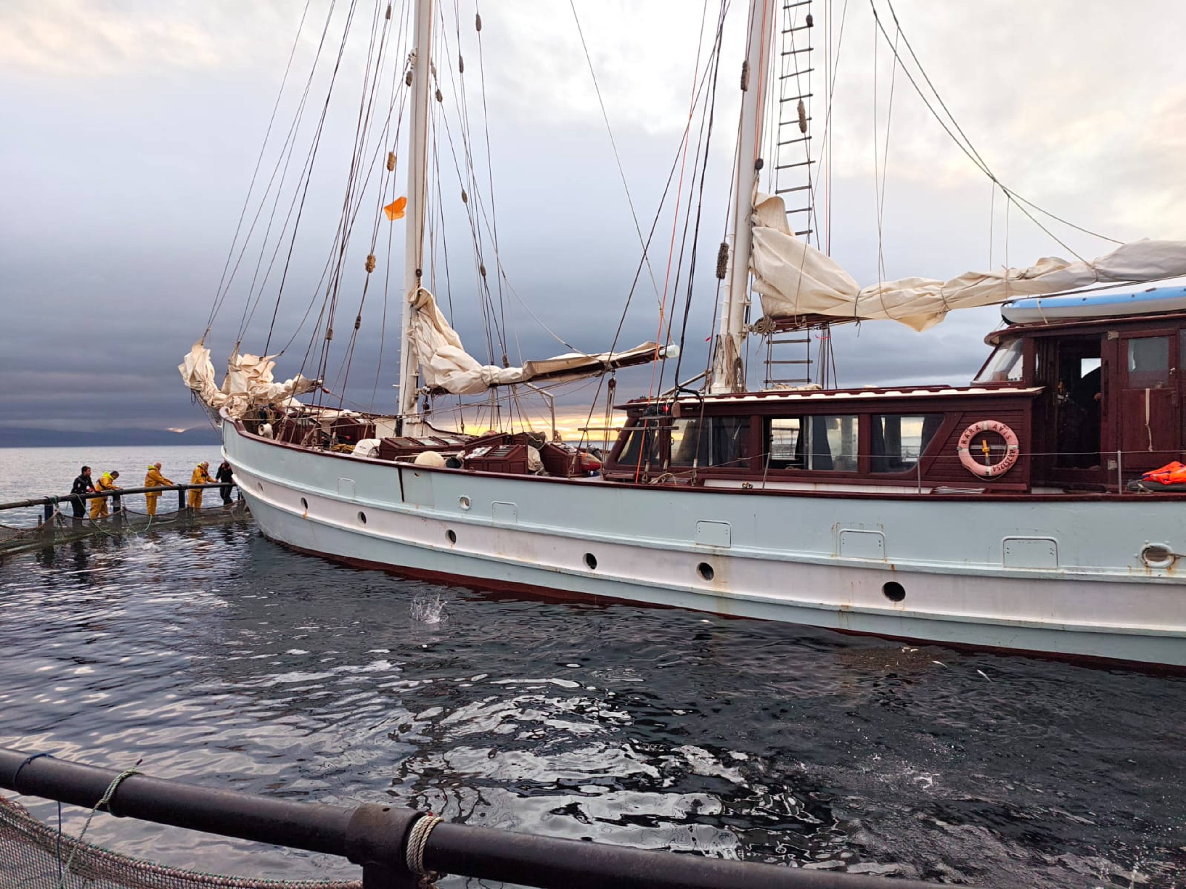 Ein stor seglbåt står midt inne i ein fiskemerd som er ein stor sirkel på havet. nær fiskebåten. folk står rundt merdkanten