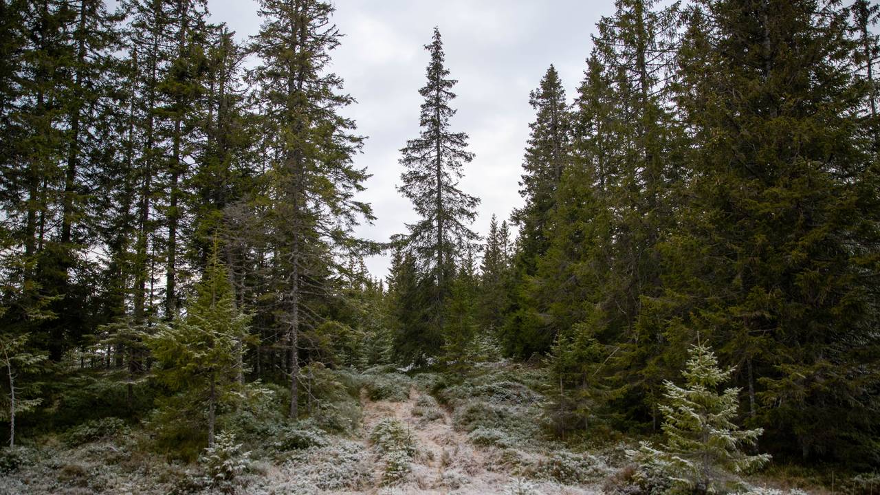 Skog gran