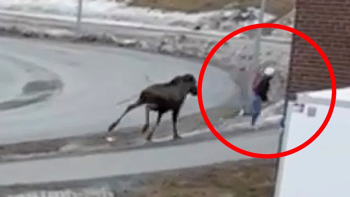 Her angriper elg ei 15 år gammel jente