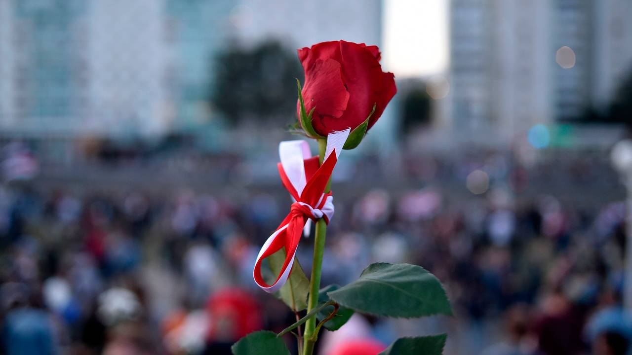 Rose med fargene fra det hviterussiske flagget knyttet rundt.