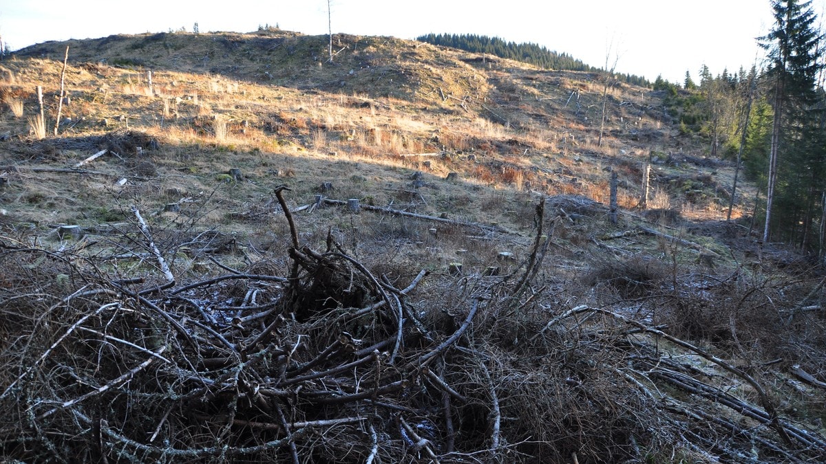 EU vurderer forbud mot norsk måte å drive skogbruk