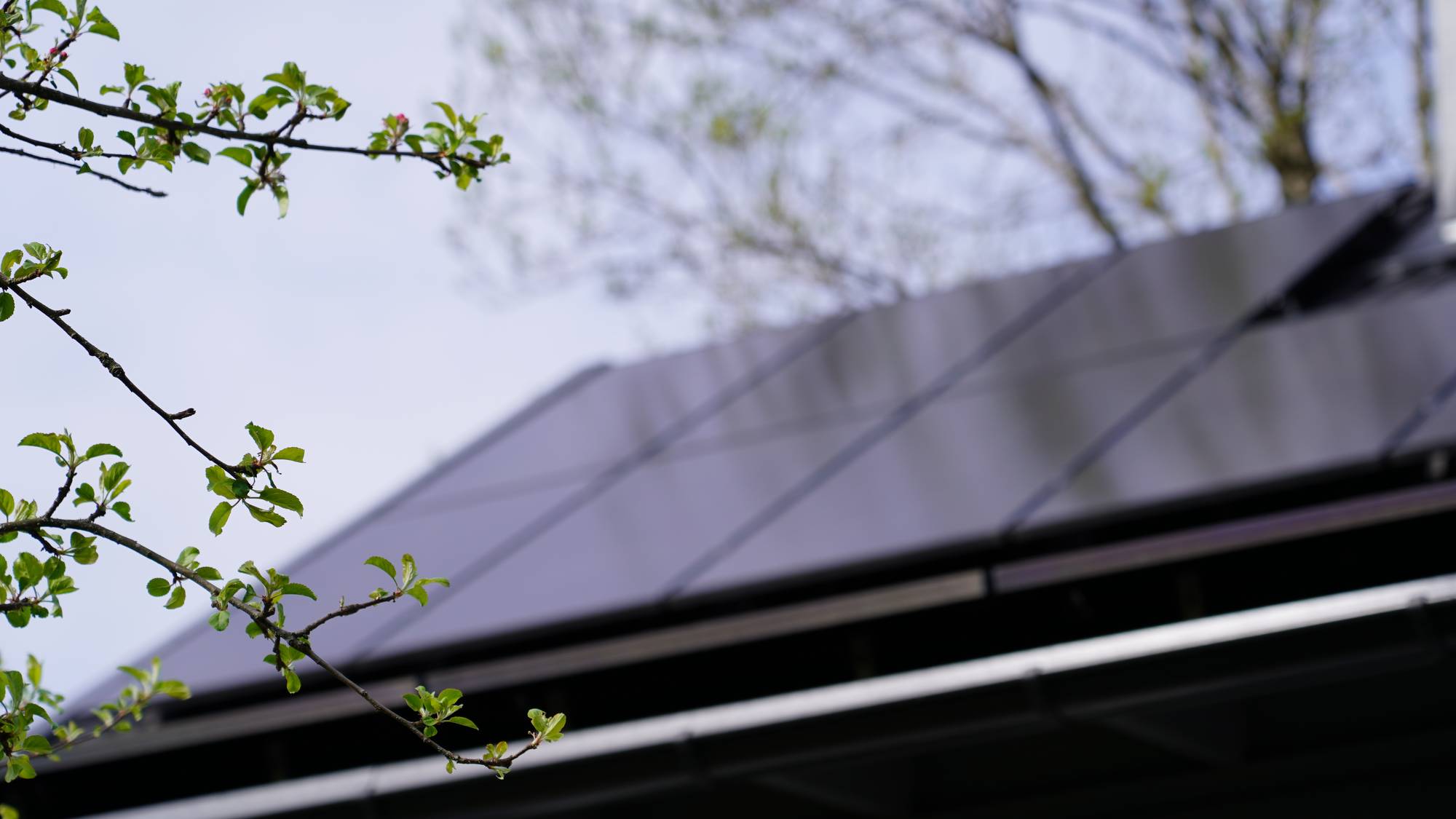 Solceller på tak på bolighus - noen få, grønne grener i forgrunnen. 