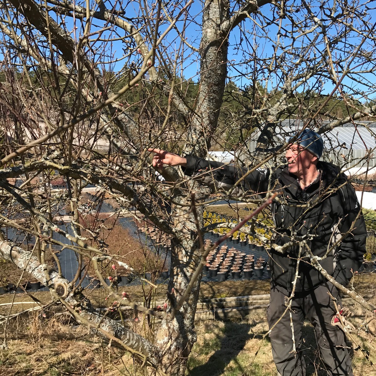 Beskjære stikkelsbær