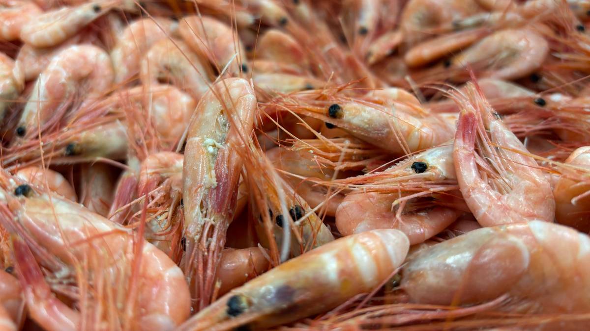 Full stopp: Ferske reker kan bli uaktuelt