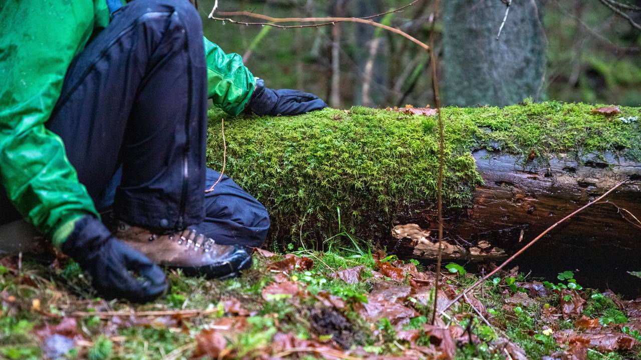 SKOG VINTERBRO