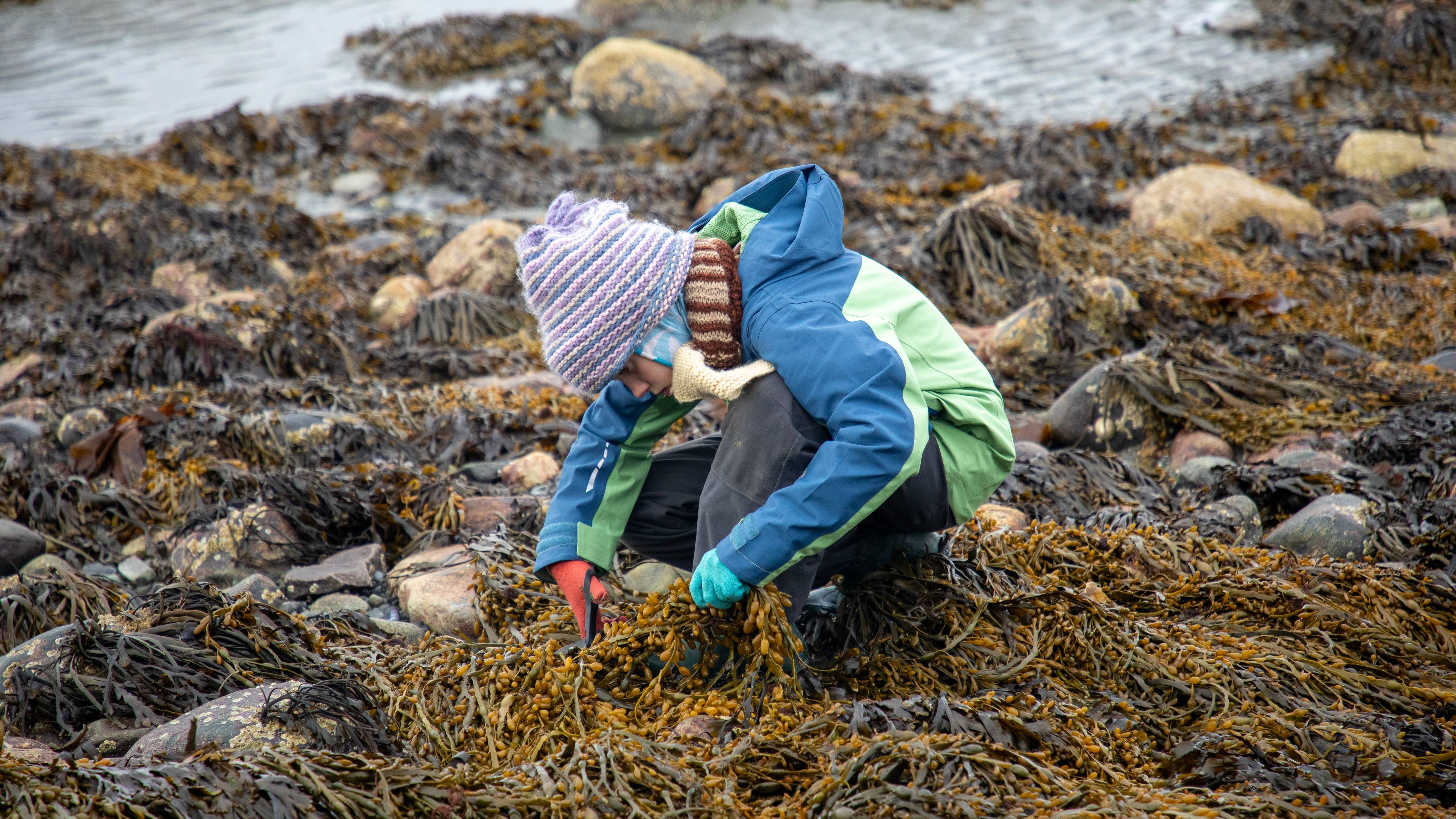 En person i en boblejakke og lue sitter på en strand dekket av tang. Personen plukker tang. Bak personen er vann og steiner.