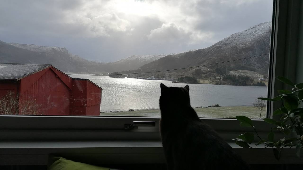 Anne Karis katt