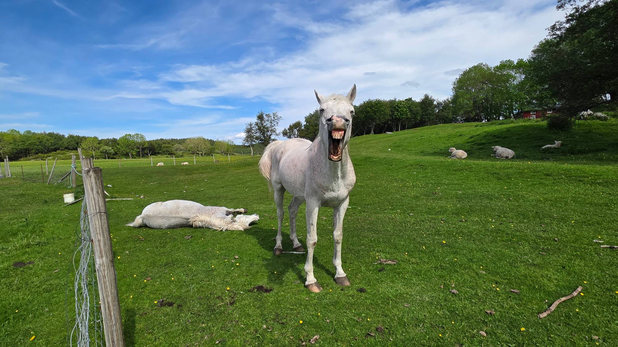 en hest som står på en åker (Bildebeskrivelsen er laget av en KI-tjeneste)