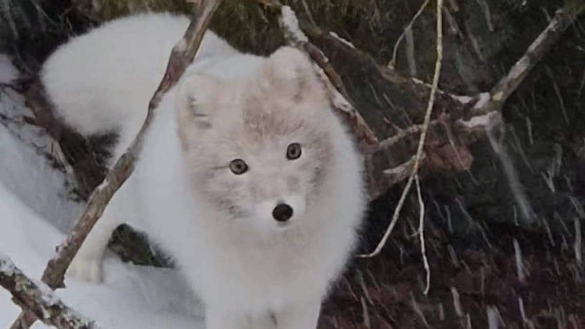 Observerte fjellrev i Flekkefjord