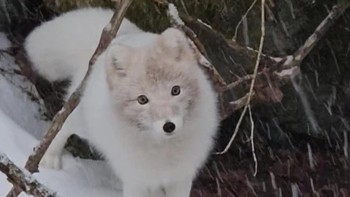 Observerte fjellrev i Flekkefjord: – Svært sjeldent syn