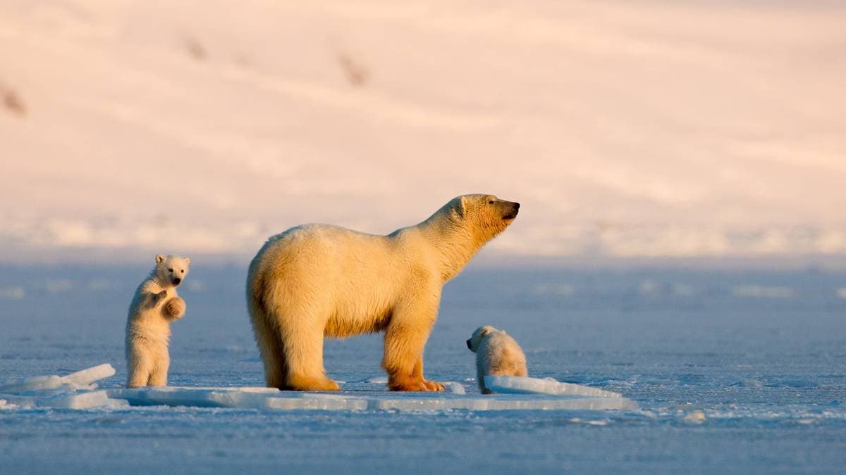 Grizzly bear-polar bear hybrids thought to spread south of the Arctic ...