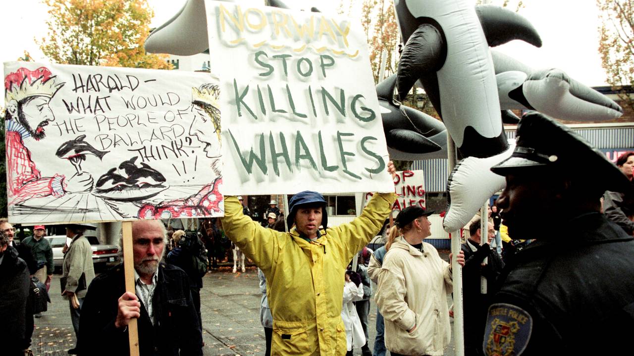 Demonstranter protesterer mot norsk hvalfangst i Seattle under kongeparets besøk i USA