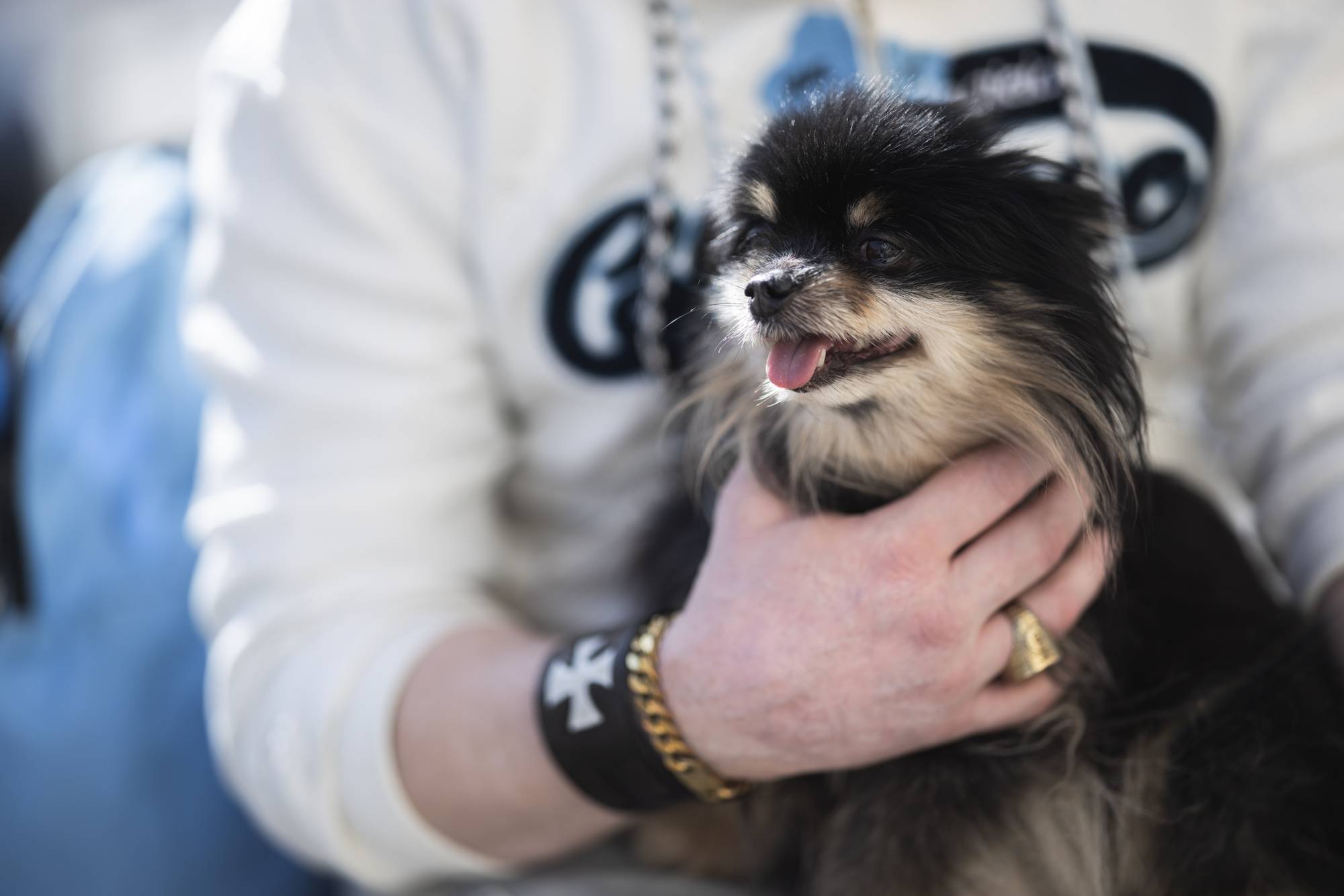 En person holder en langhåret hund. Hunden har sort og beige pels. Personen har på seg en lys genser, en sort armbind med et hvitt kryss, og et gullkjede. Personen har også en gullring på en finger. (Bildebeskrivelsen er laget av en KI-tjeneste)