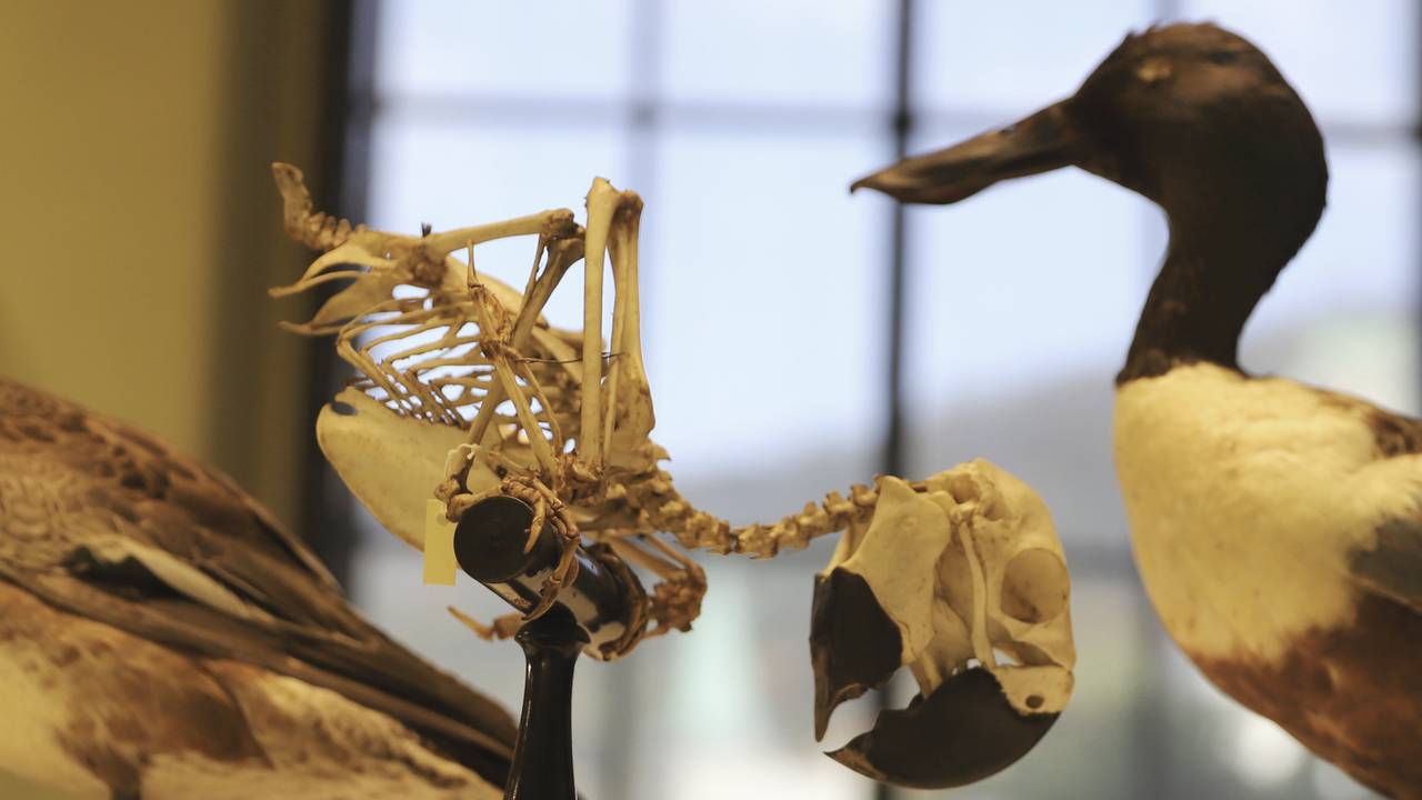 Eit øydelagd papegøyeskjelett og ei pjuskete and på Universitetsmuseet i Bergen