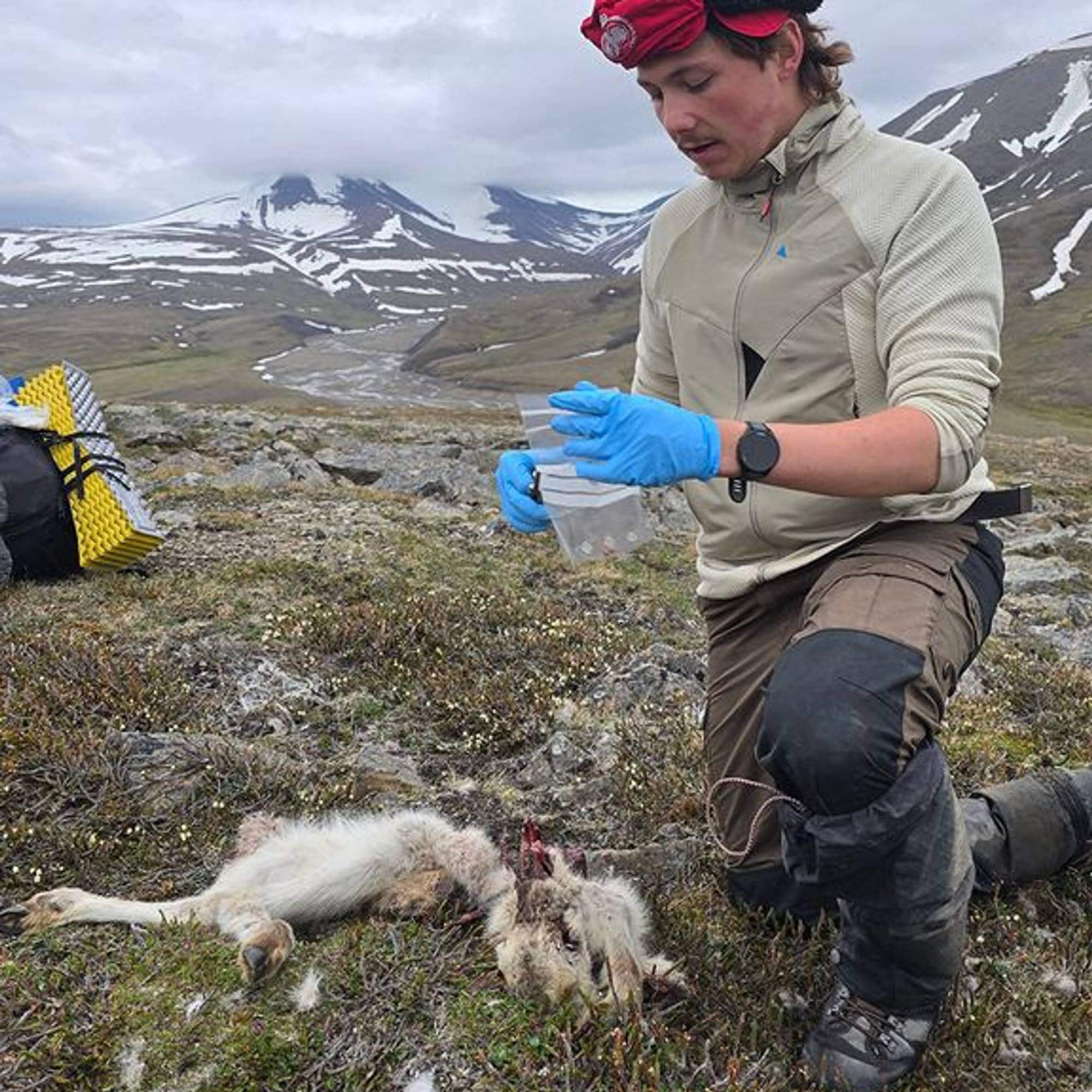 En person tar prøver av et dødt dyr i et fjellandskap. (Bildebeskrivelsen er laget av en KI-tjeneste)