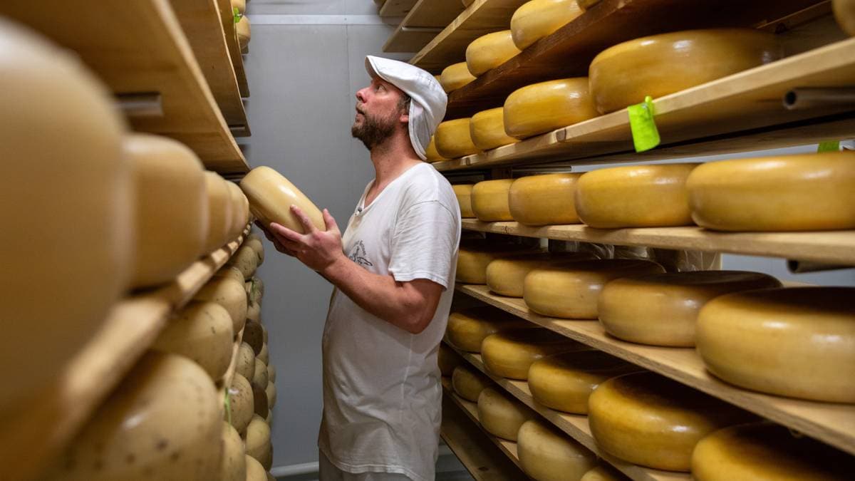 Meiner norsk ost er fullt på høgde med italiensk, fransk og spansk
