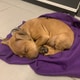 写真: ノルウェー税関 ノルウェーに犬を密輸しようとした