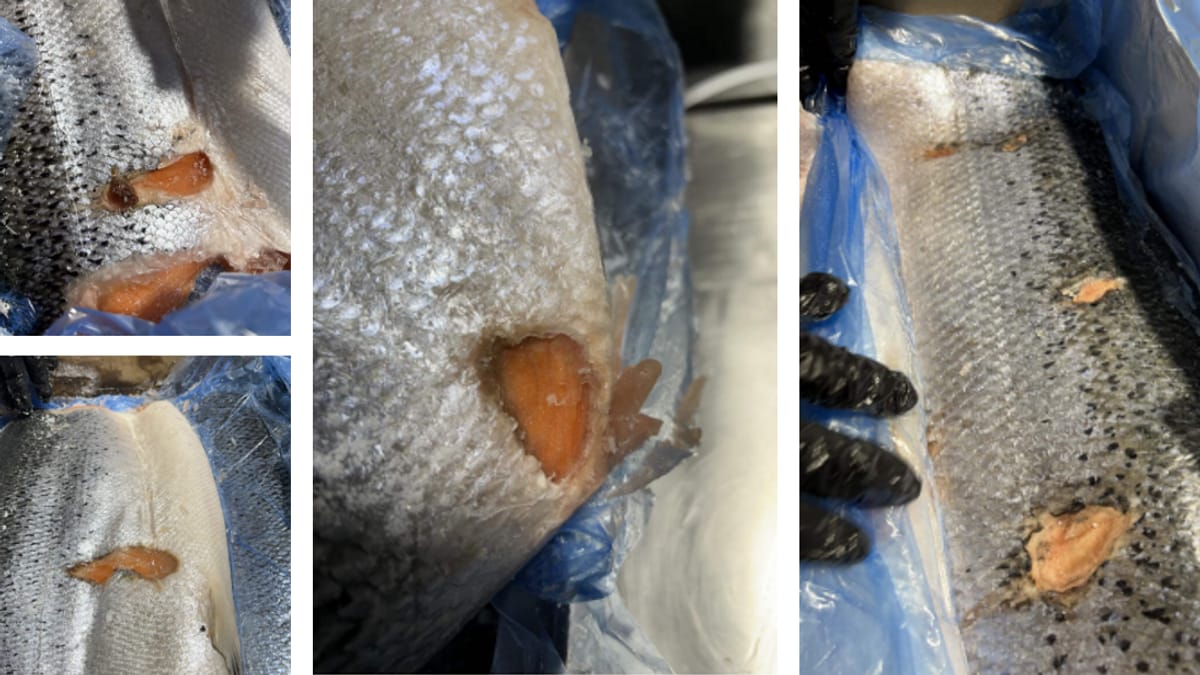 Politiet mener lakseselskap fortsatte med kriminell virksomhet etter NRK-avsløring