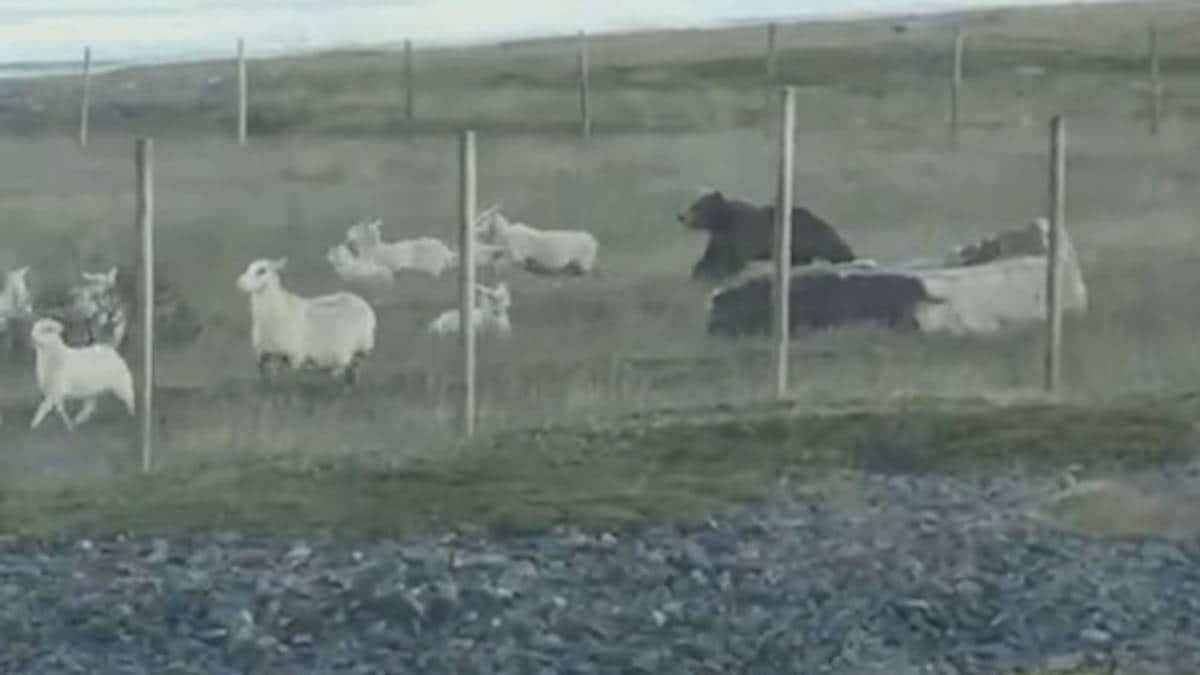 Bjørnen som drap åtte sauar i Vardø er skoten