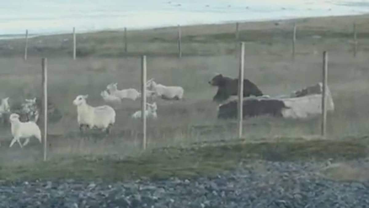 Statsforvalteren i Nordland gav fellingsløyve: Bjørn skoten i Vardø