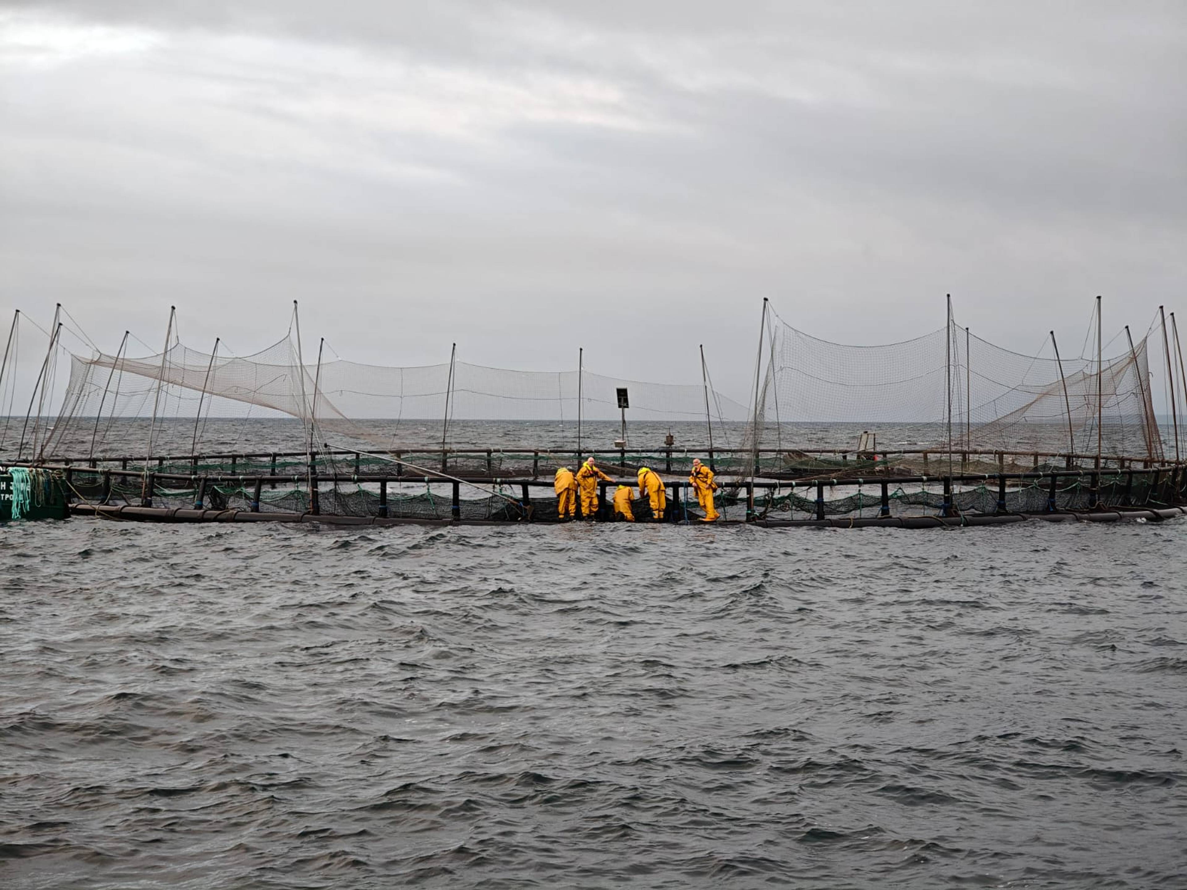 Ein stor seglbåt står midt inne i ein fiskemerd som er ein stor sirkel på havet. rundt ligg fleire liknande sirklar