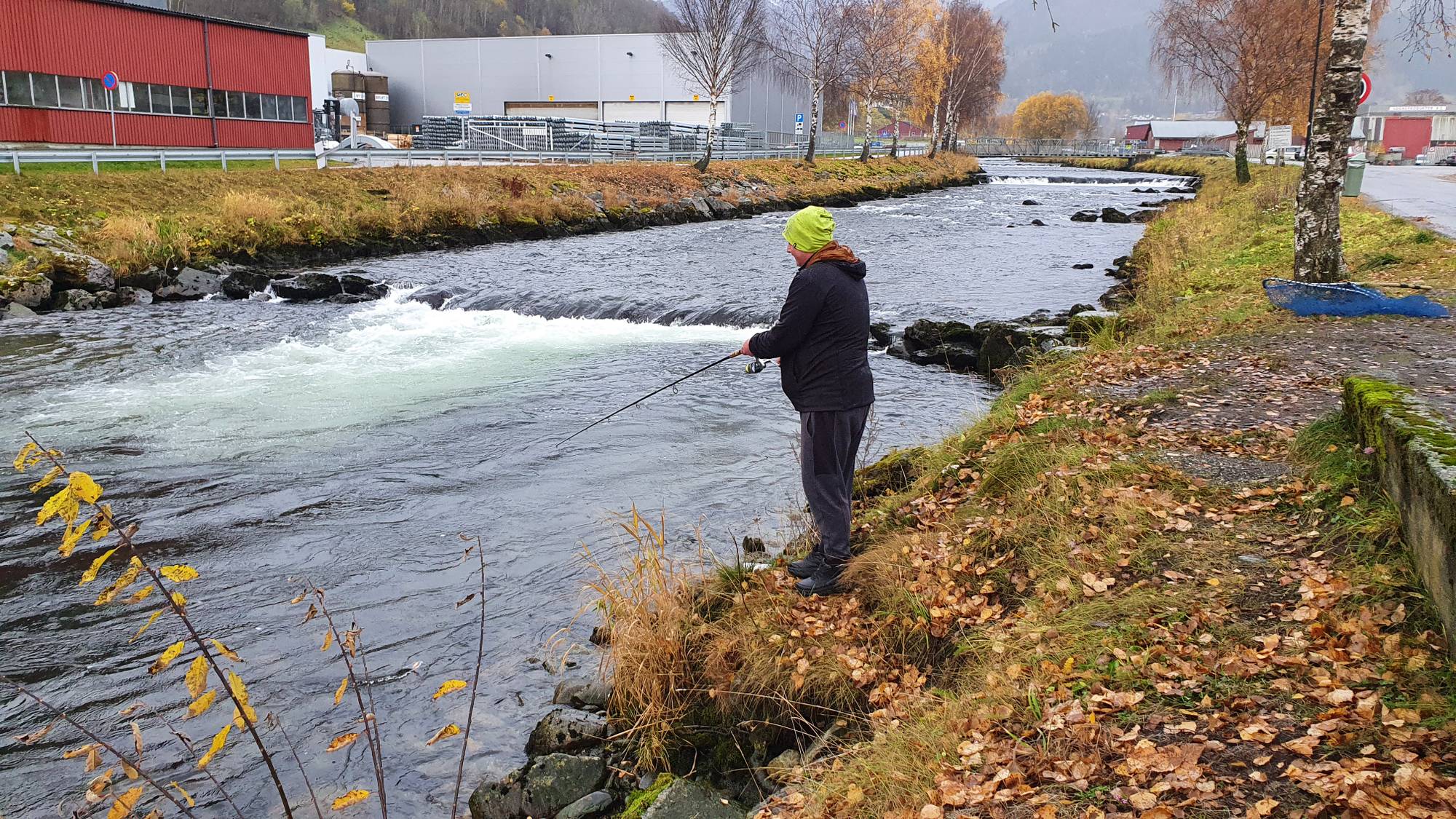 35.000 laks på rømmen: Avviser at den har gått opp i elvane – NRK Vestland