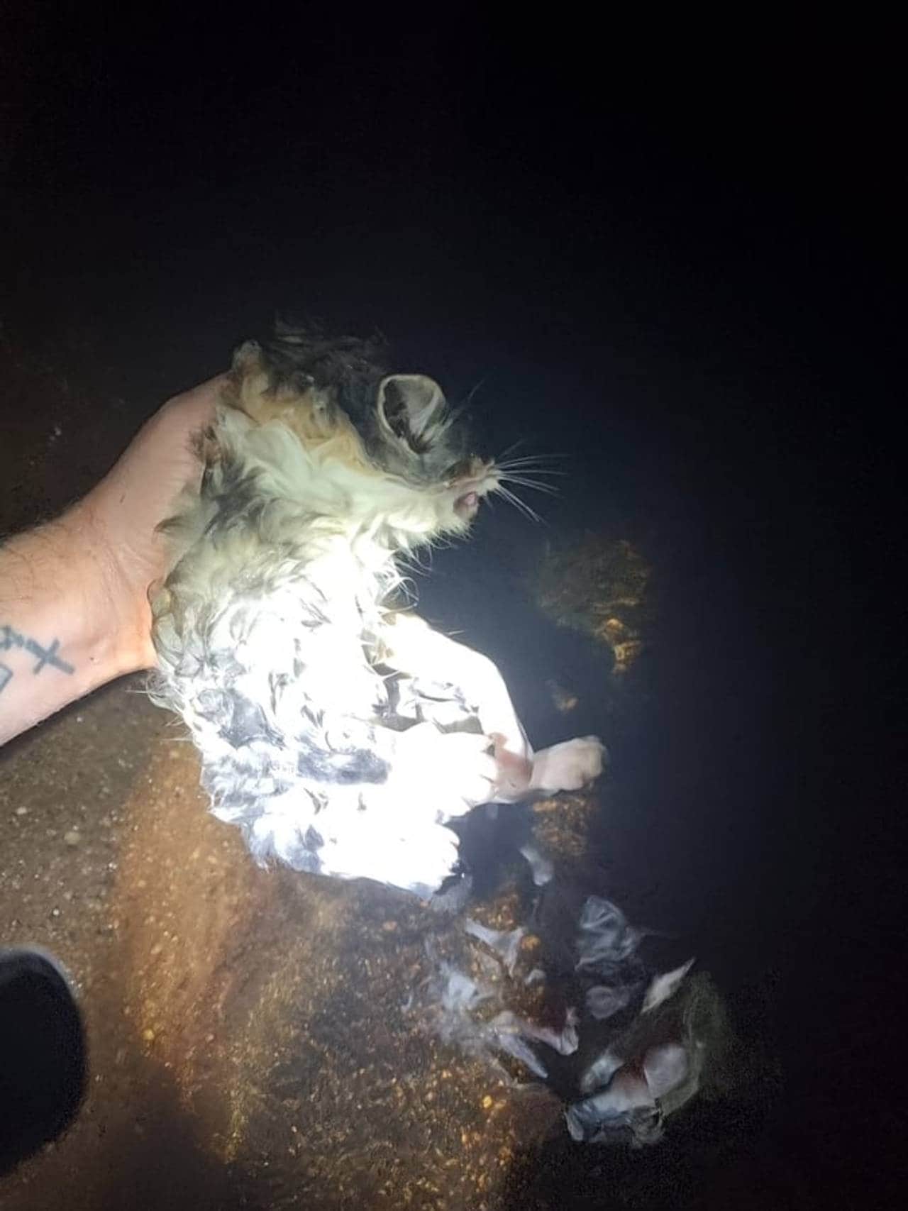 Katten inne i røyret