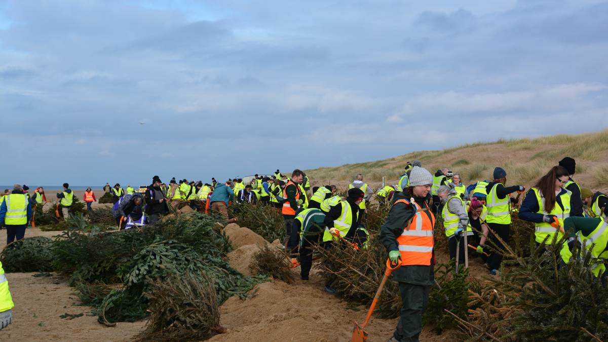 Bruker juletrær til å beskytte England