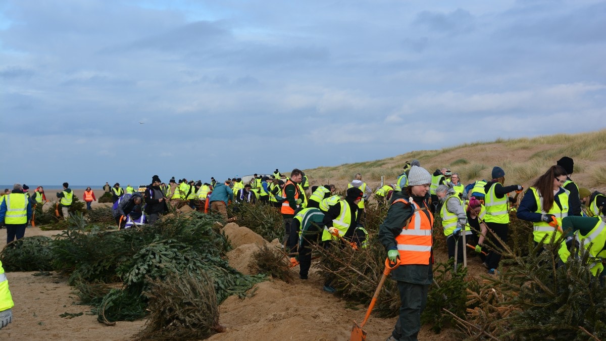 Bruker juletrær til å beskytte England