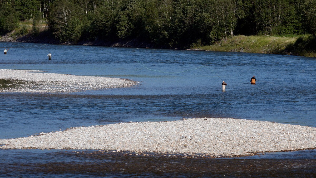 Strammer inn laksefisket i flere elver