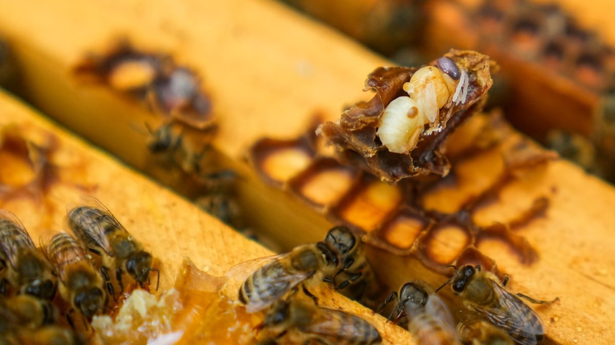 Fryktet bie-parasitt sprer seg til Nordland: – Kan være veldig skadelig
