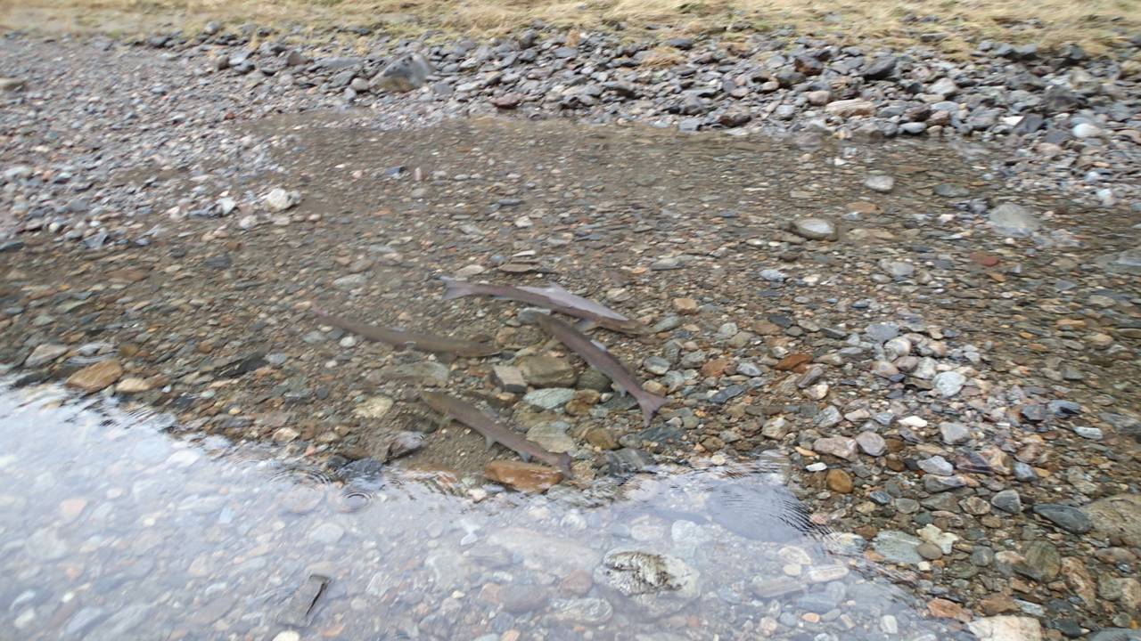 Laks samlet i liten dam, tørrlagt elv, Daleelva 2014