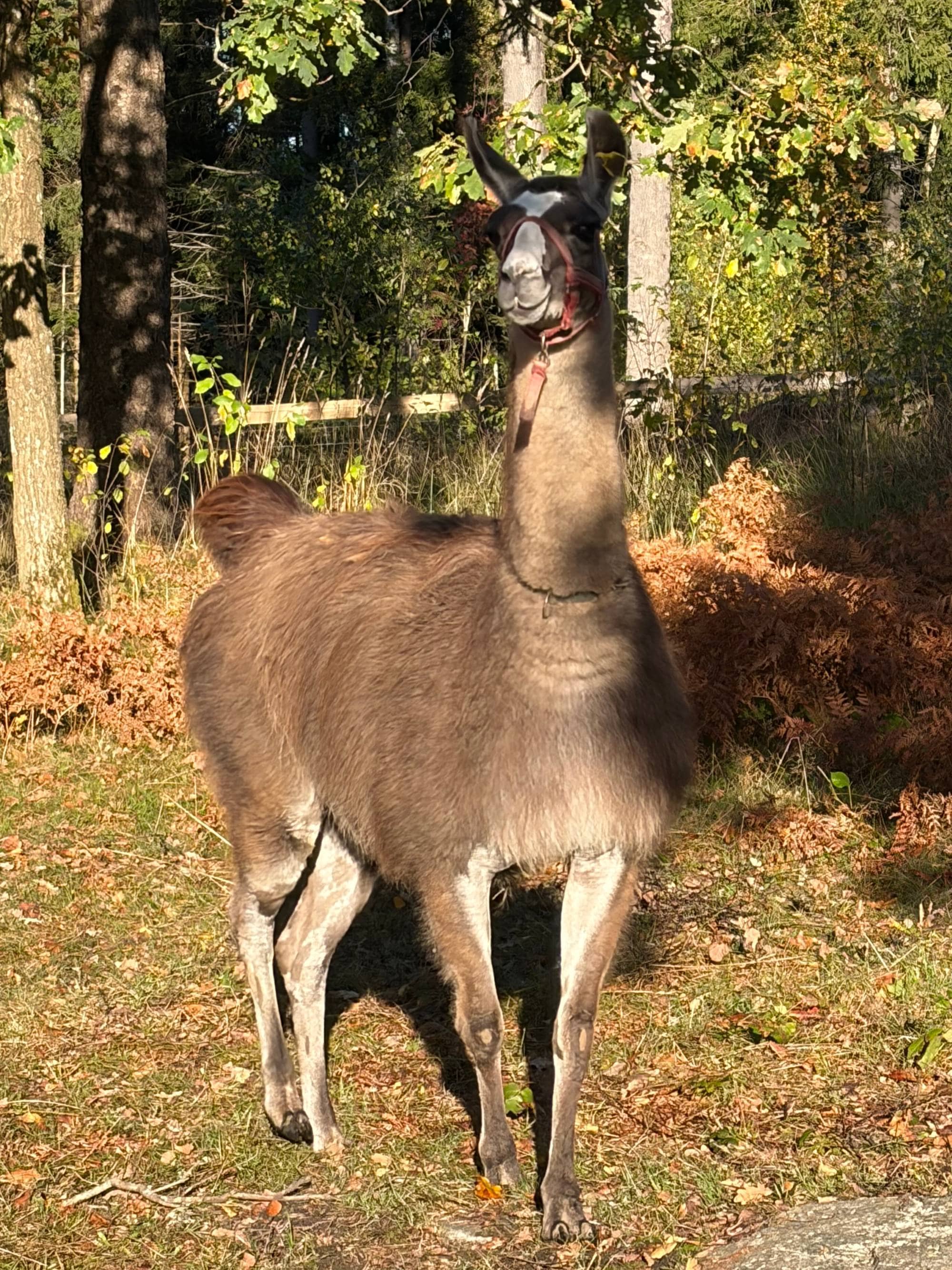 En brun lama med grime står i et skogsterreng med høstfarger. (Bildebeskrivelsen er laget av en KI-tjeneste)