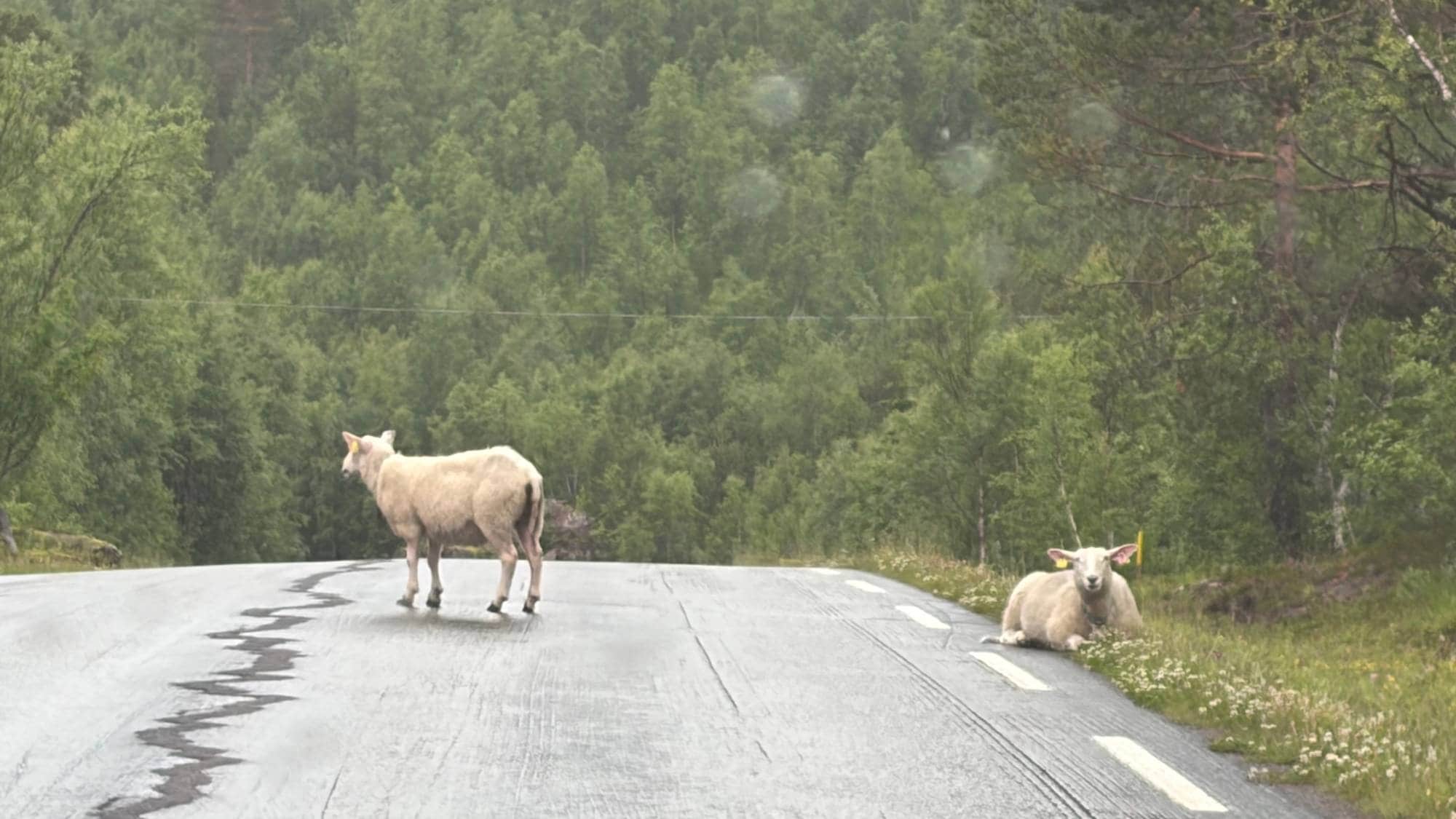To sauer på og ved en våt asfaltvei i et skogslandskap. (Bildebeskrivelsen er laget av en KI-tjeneste)