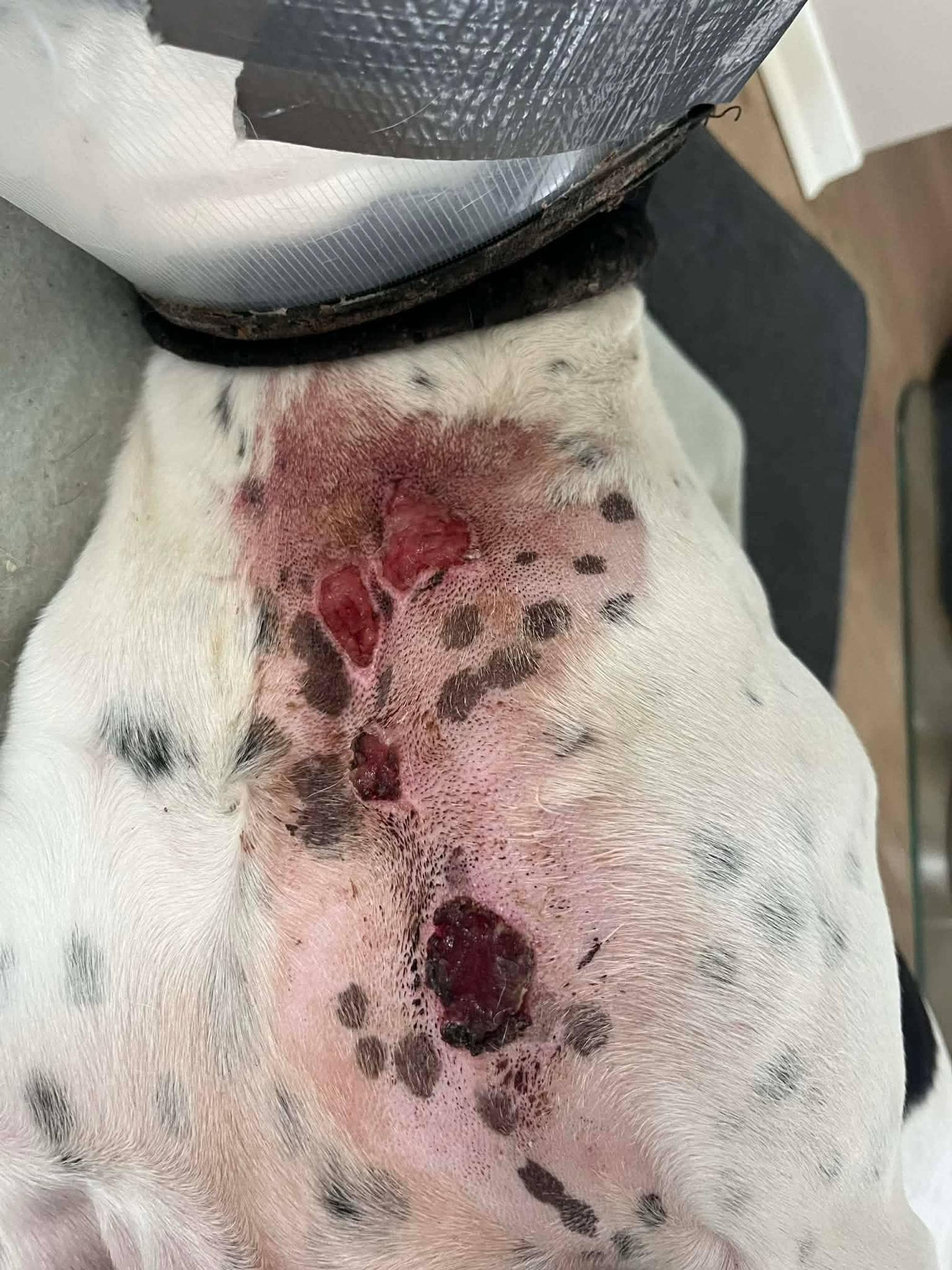 Hund fikk brannskader etter bruk av dummy-halsbånd