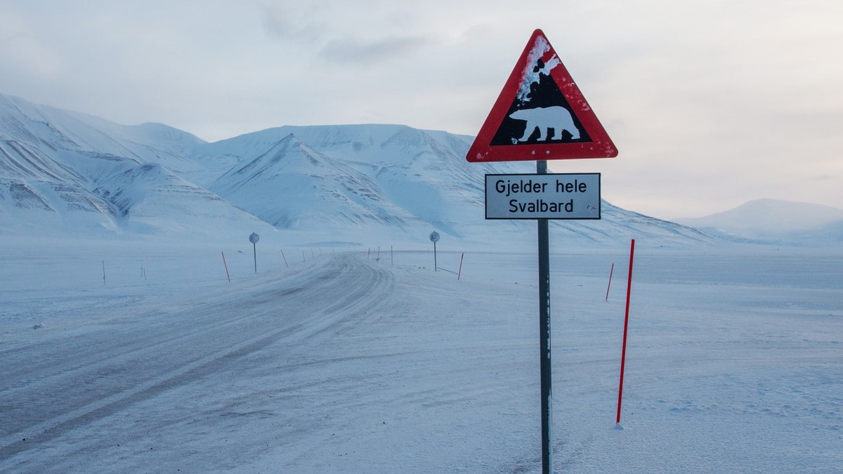 Isbjørn forstyrres av skuterkjørere: stenger populært turområde