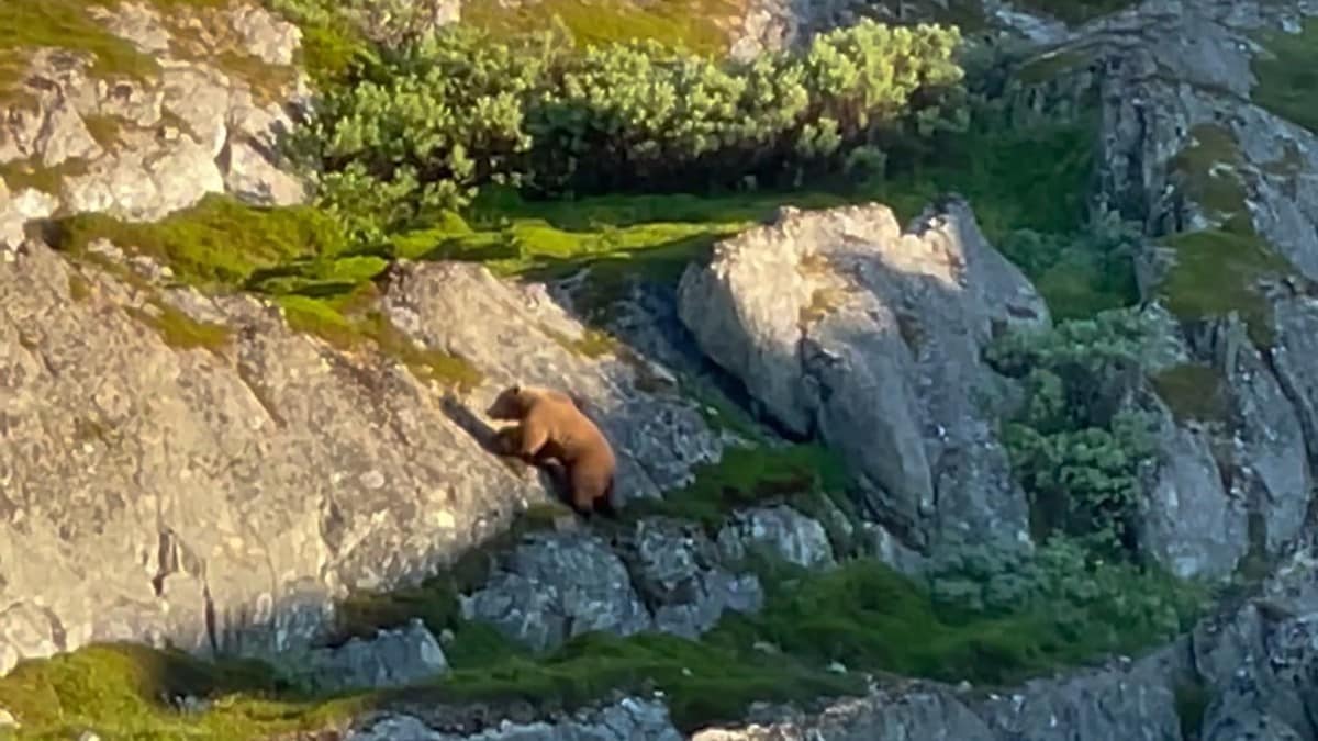 Bjørn observert i Berlevåg – Hold dere i bilen