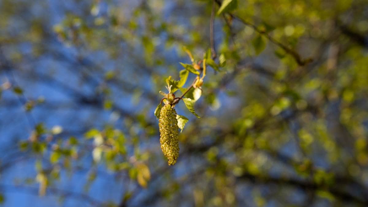 Nå starter bjørkepollen-sesongen