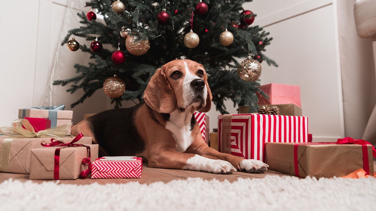 Slik gir du hunden din en best mulig julefeiring