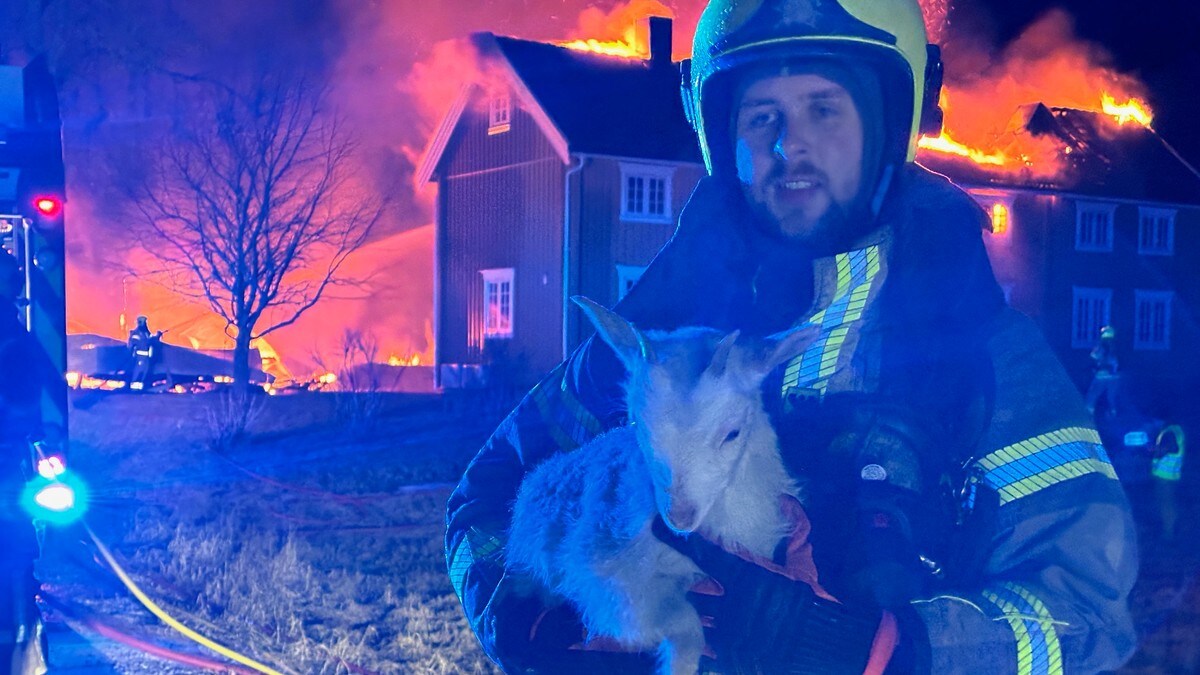 Kraftig brann i geitefjøs i Trøndelag – har spredd seg til bolighus