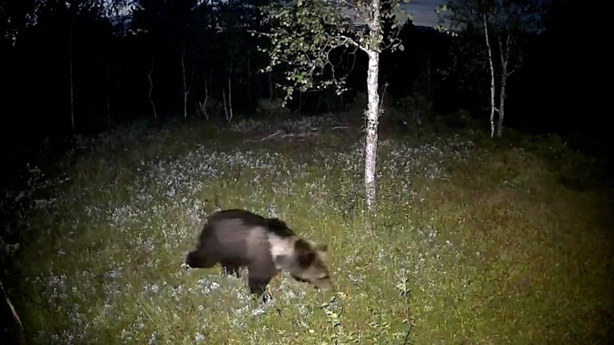 Bjørnejakta i Saltdal er avsluttet uten felling