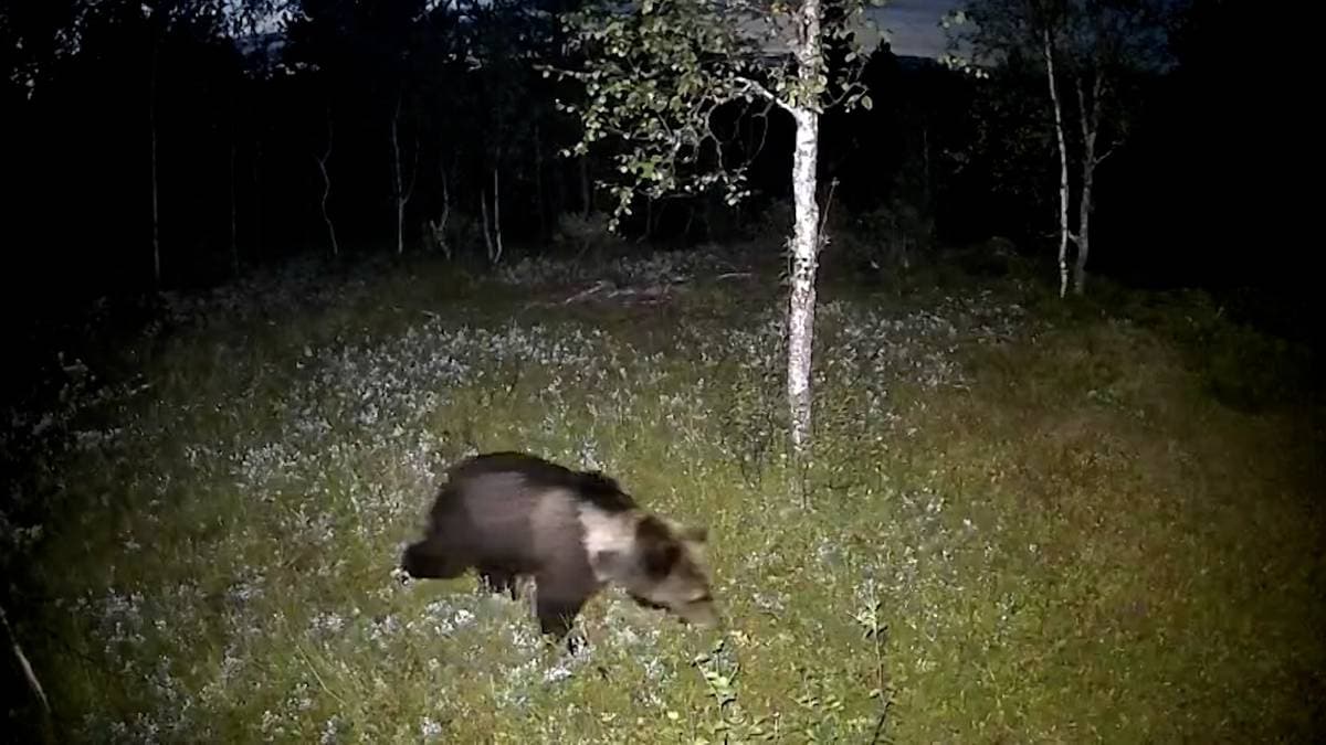 Krever stans i bjørnejakt i Saltdal og Bodø
