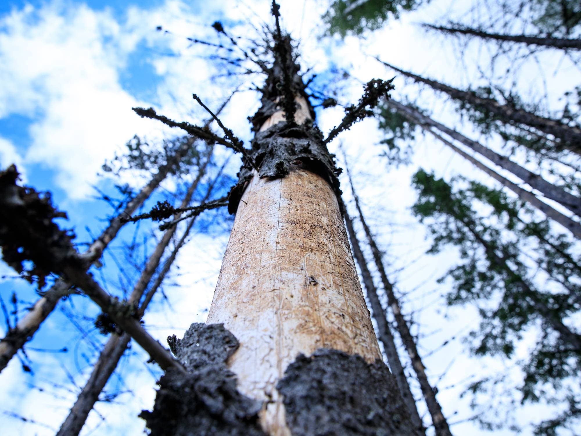 Ulike bilder av Brandi og Sol-Britt Molin som trener på å finne barkbiller i skogen i Nesbyen kommune. 