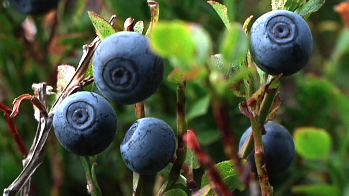 Søker folk for å teste om blåbær kan løse demensgåten