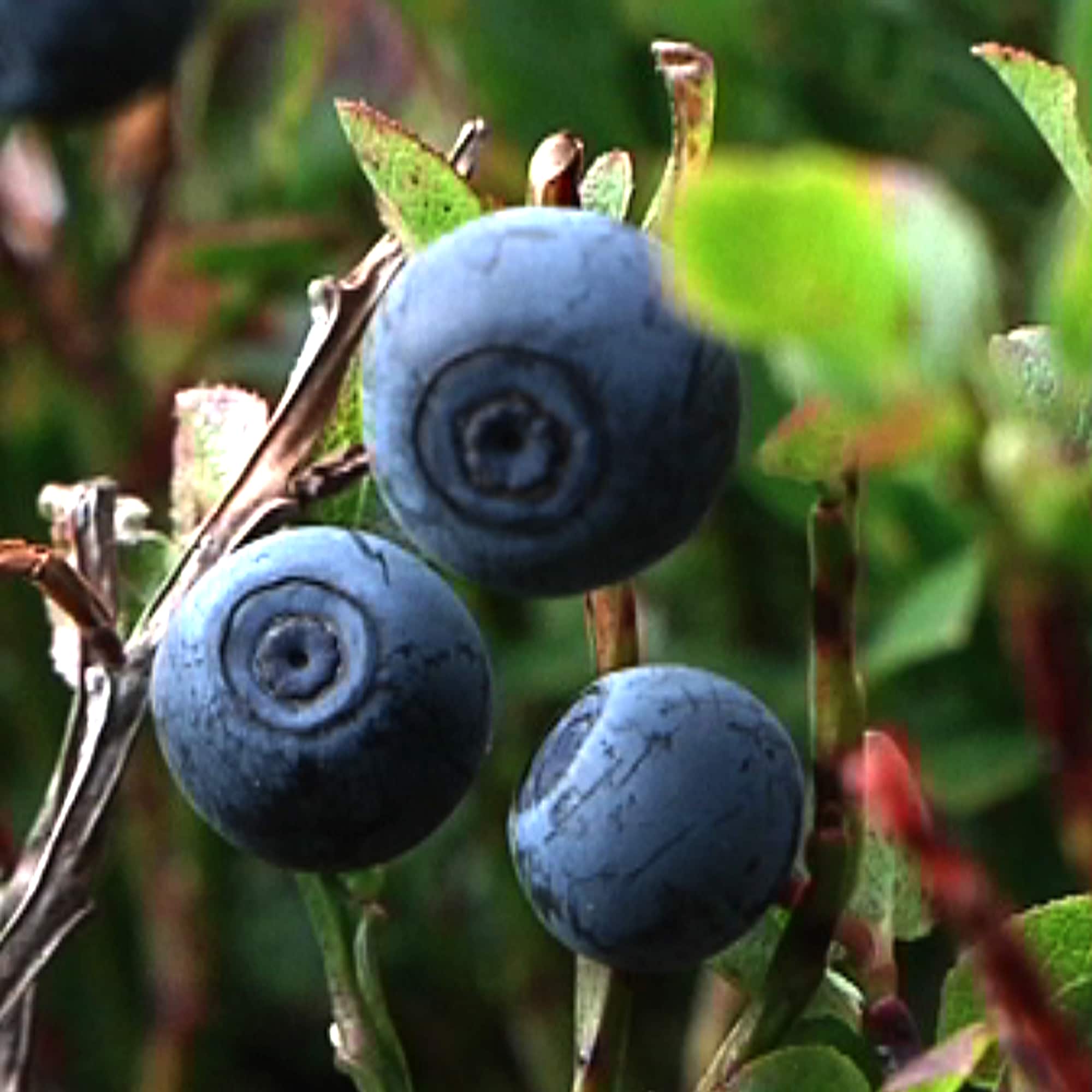 Hvilke ville bær kan du trygt plukke i norsk natur? Ta quizen her – NRK ...