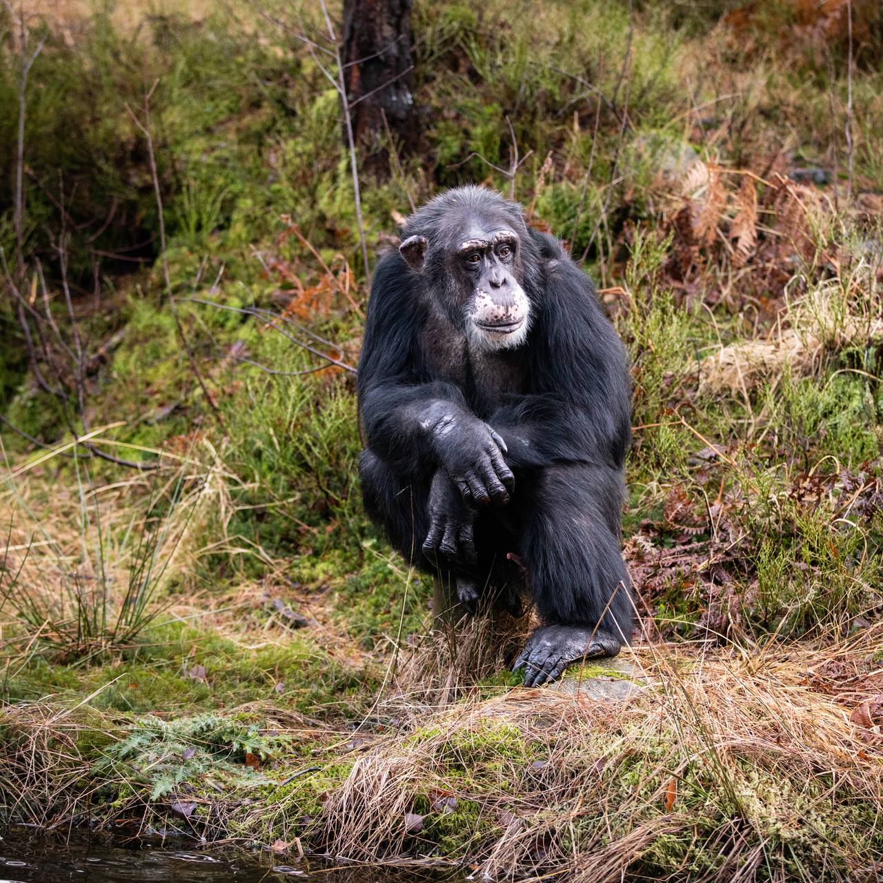 Sjimpansen Julius i Dyreparken i Kristiansand