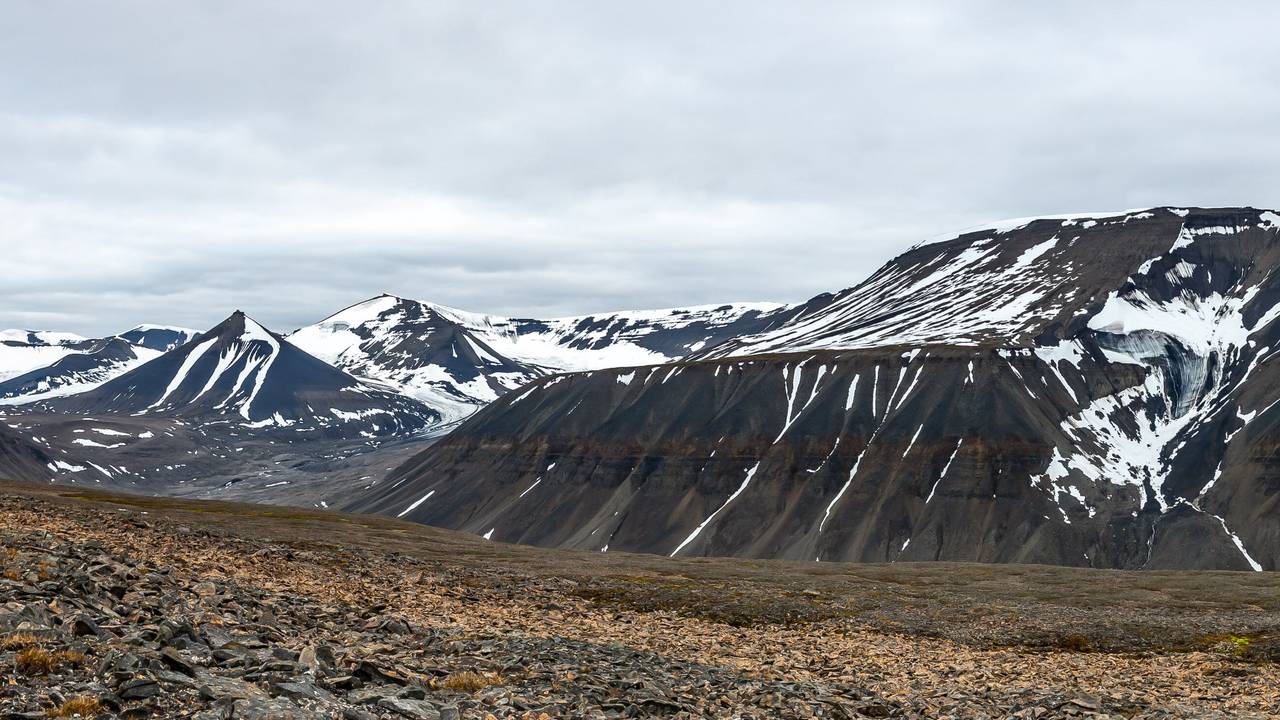 Breinosa på Svalbard