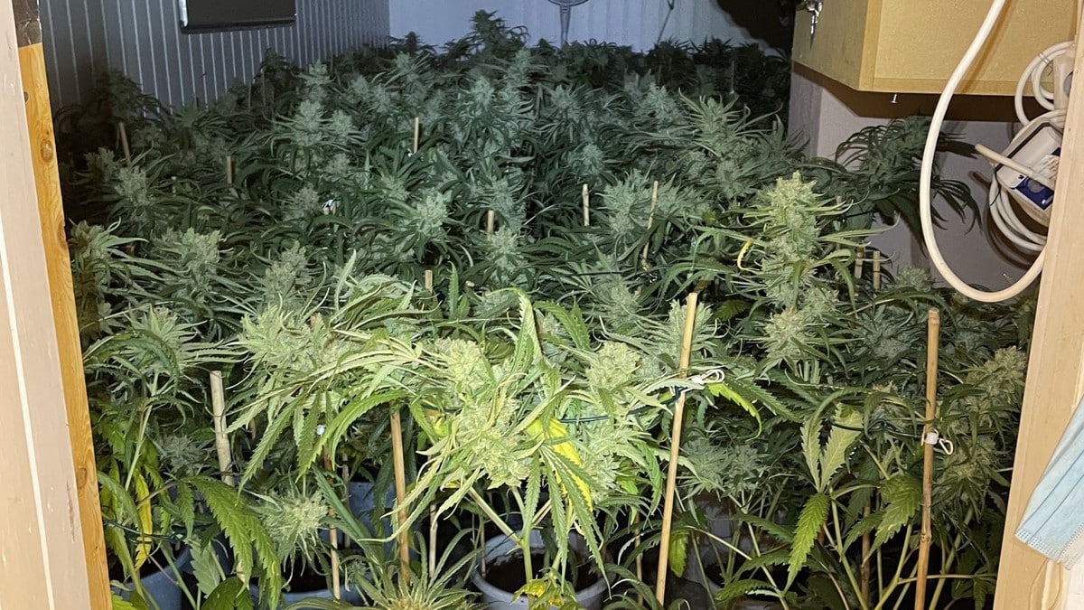 Avdekket cannabis­plantasje med over 500 planter
