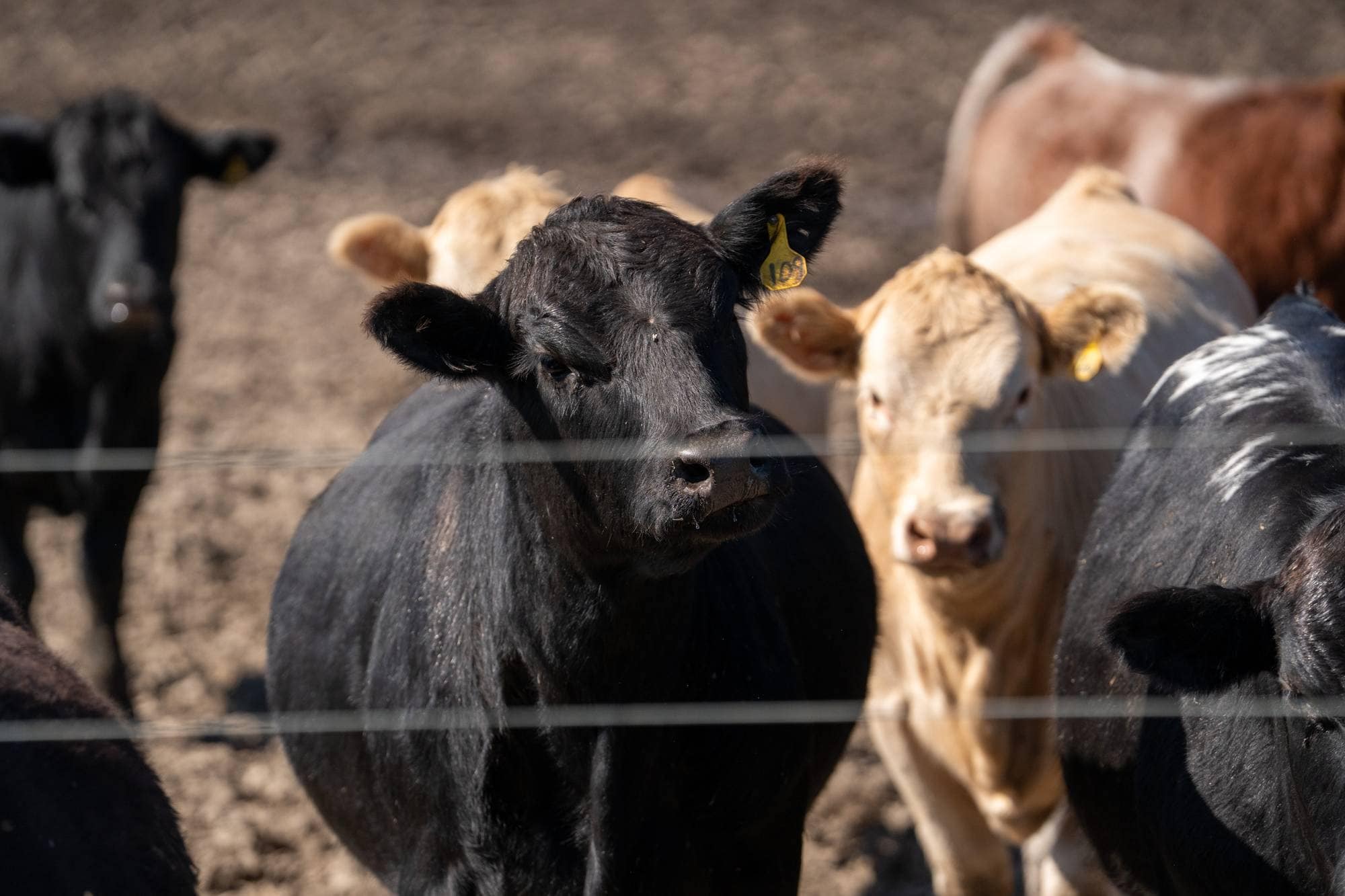 Flere kveg står samlet i en innhegning. Dyrene er av ulike farger og har gule øremerker. (Bildebeskrivelsen er laget av en KI-tjeneste)
