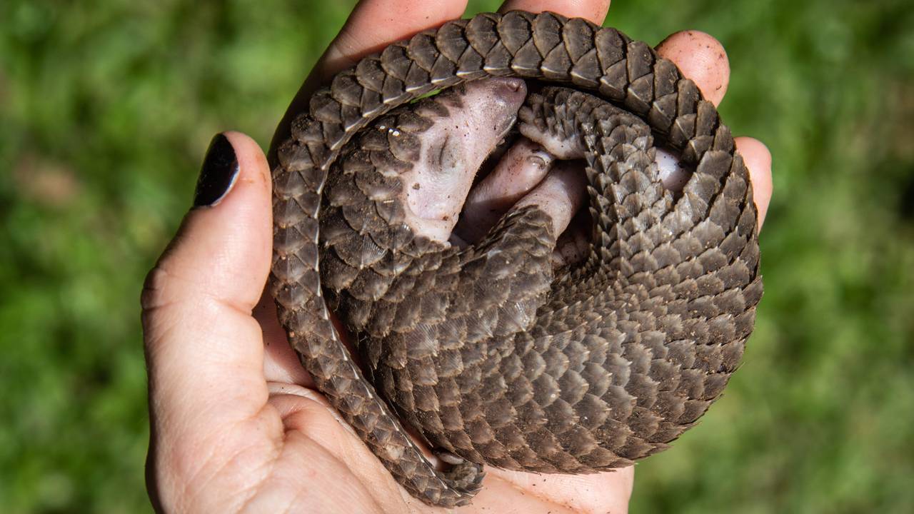 Pangolin som er reddet av dyresmuglere
